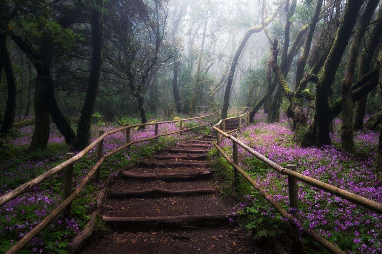 Sendero con escalones de madera entre árboles cubiertos de musgo y flores moradas en bosque húmedo con niebla